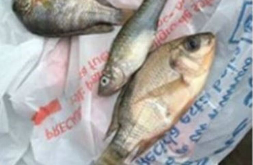 Insólito: llovieron peces en México