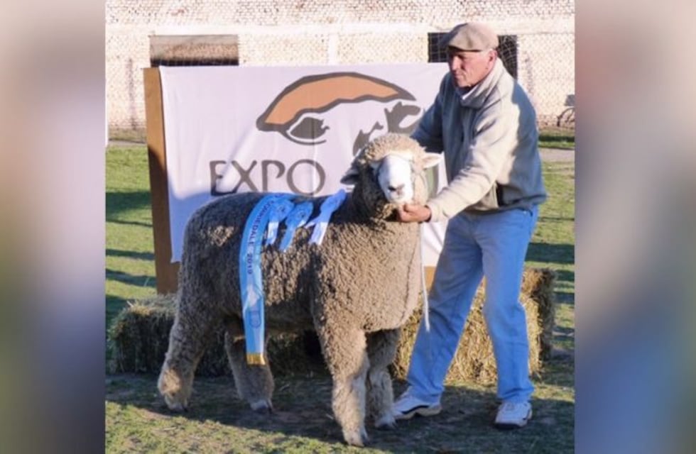 Se realizó la Expo Ovino en Alpachiri con un Gran Campeón raza Pampinta