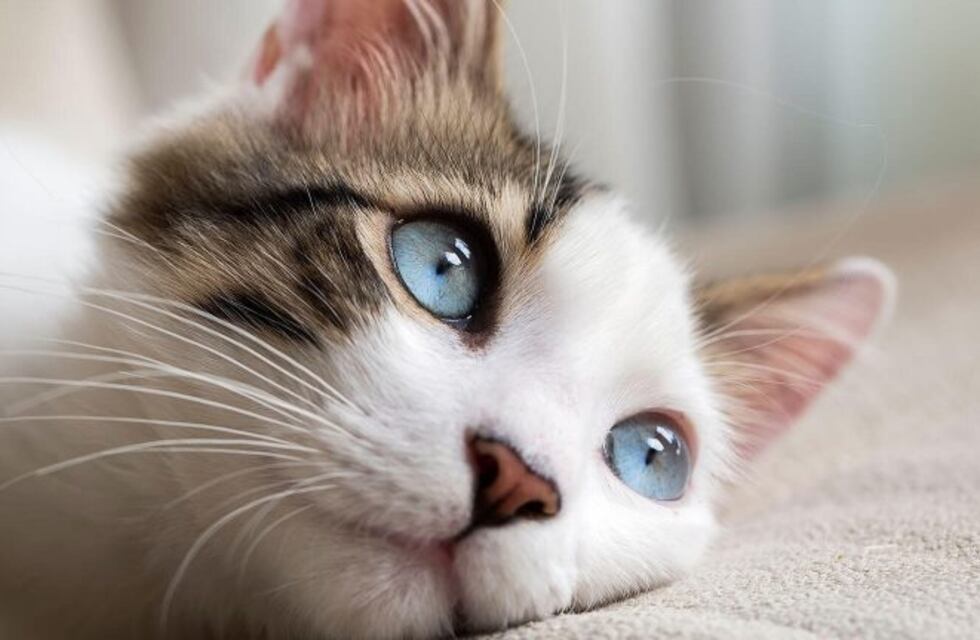 El impactante cambio de una gatita que fue rescatada de la calle