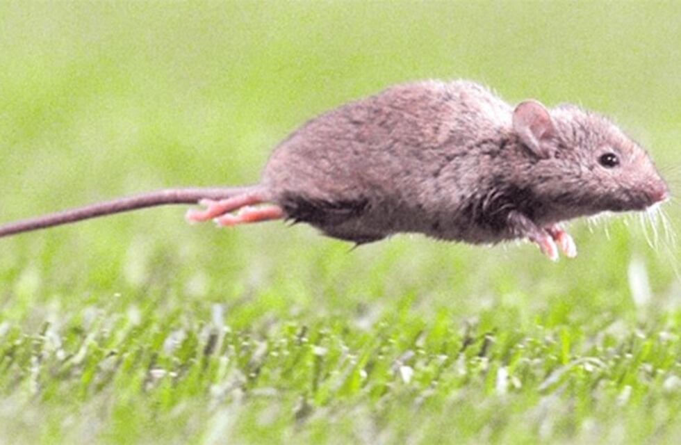 La Municipalidad negó haber emitido comunicado sobre hantavirus