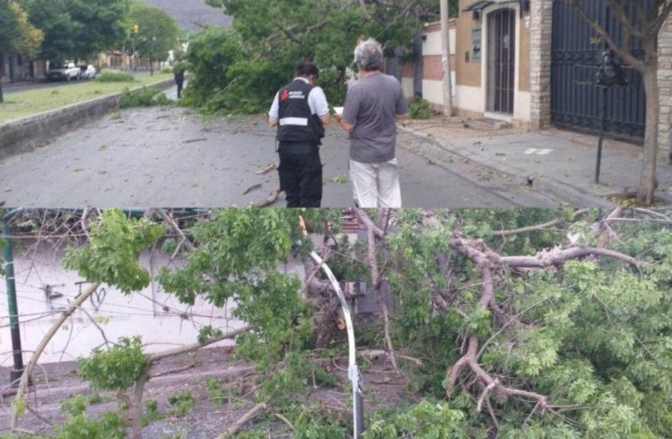 La lluvia provocó la caída de un árbol y cortes de luz en el centro salteño