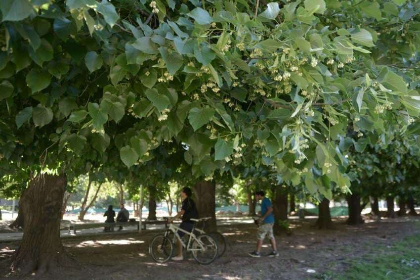 Plantar árboles resistentes y de copa amplia ayuda a protegerse del sol y mejorar el microclima del hogar.
