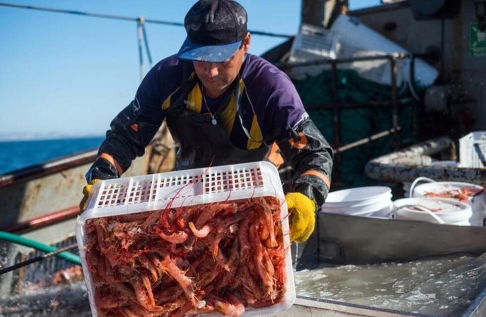 Mar del Plata se convirtió en el puerto líder en descargas de calamar
