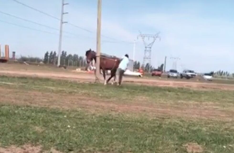 Aberrante: cuidador filmado y detenido por maltratar a su caballo