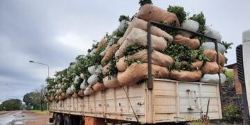 Secuestran camión que transportaba hojas de yerba mate por irregularidades en la documentación