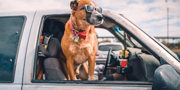 El funcionario Daniel Paganetti viajó a Buenos Aires a buscar un perro (imagen ilustrativa)