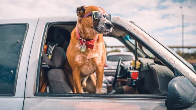 El funcionario Daniel Paganetti viajó a Buenos Aires a buscar un perro (imagen ilustrativa)