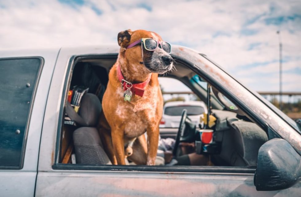 Escándalo: un funcionario salteño "se escapó" a Buenos Aires a buscar a su perro