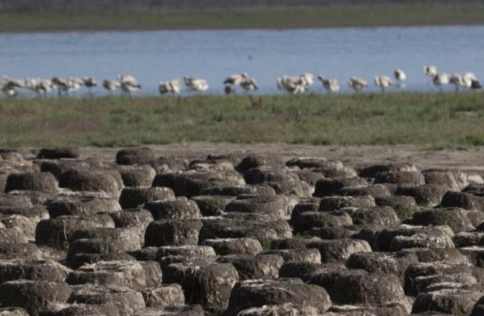 Expertos del Conicet  capacitarán a personal municipal sobre el covid-19 y su relación con la fauna silvestre