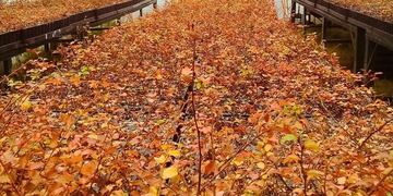 Restauración de bosque nativo (web)