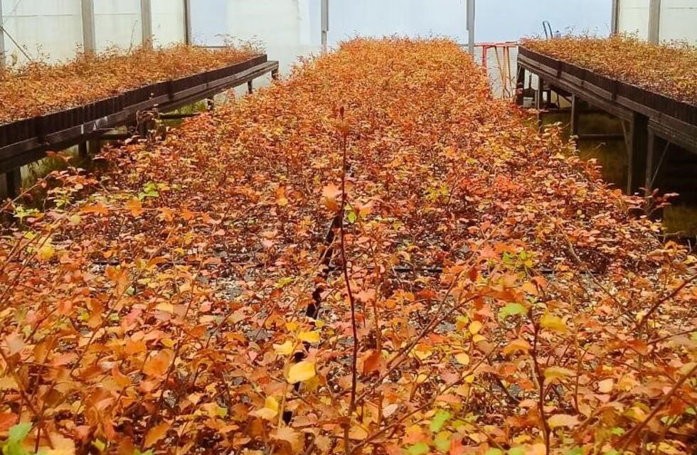 Realizarán una nueva restauración de bosque nativo