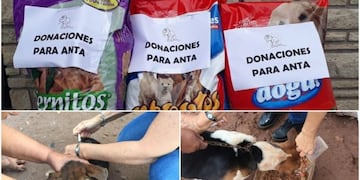 Donación de alimento para mascotas\u002E (Web)