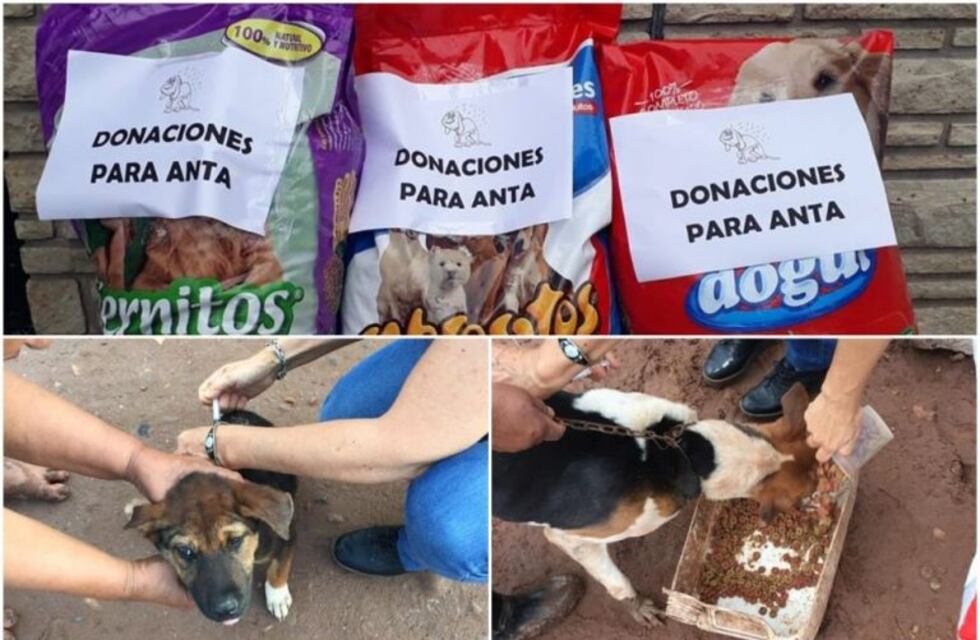 Juntan donaciones para los animales de Apolinario Saravia