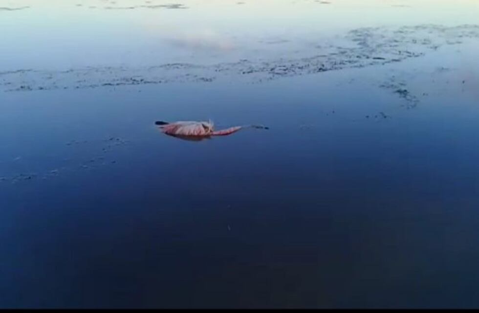 Más de un centenar de flamencos mueren en Laguna de Pozuelos
