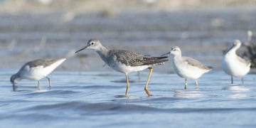 Avistaje de aves en la laguna de Guatraché (Web)