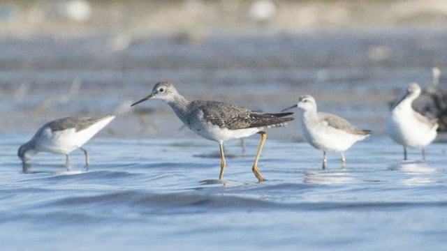 Avistaje de aves en la laguna de Guatraché (Web)