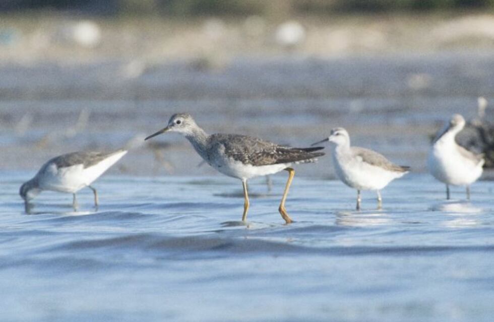 Avistaje de aves en la laguna de Guatraché