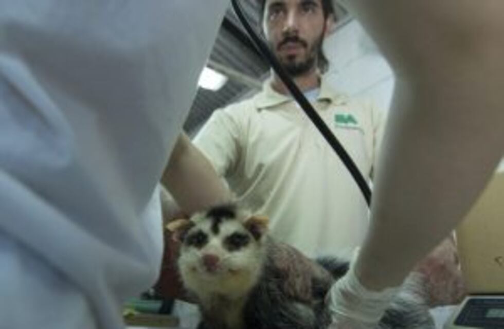 El Centro de Rescate de Fauna Silvestre recibió 52% más de animales en 2016 y batió su propio récord