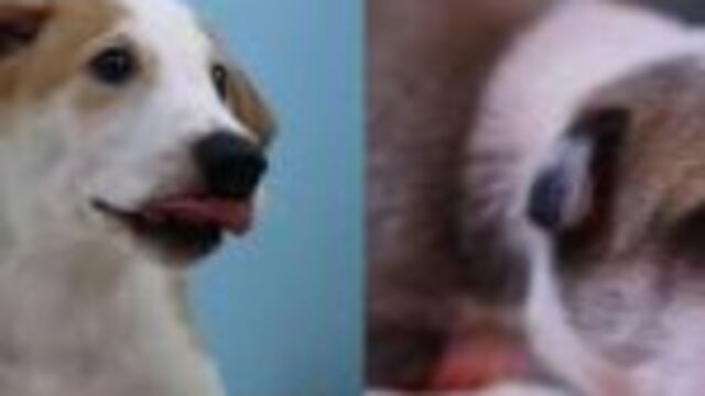 Clonaron a su mascota.