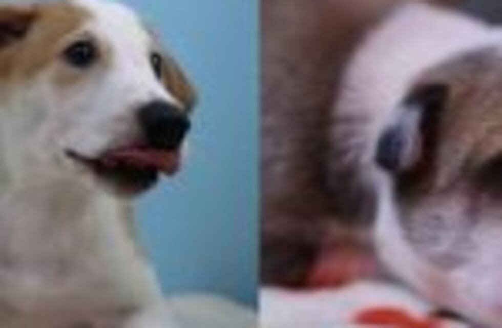 Por primera vez una familia argentina clonó a su mascota