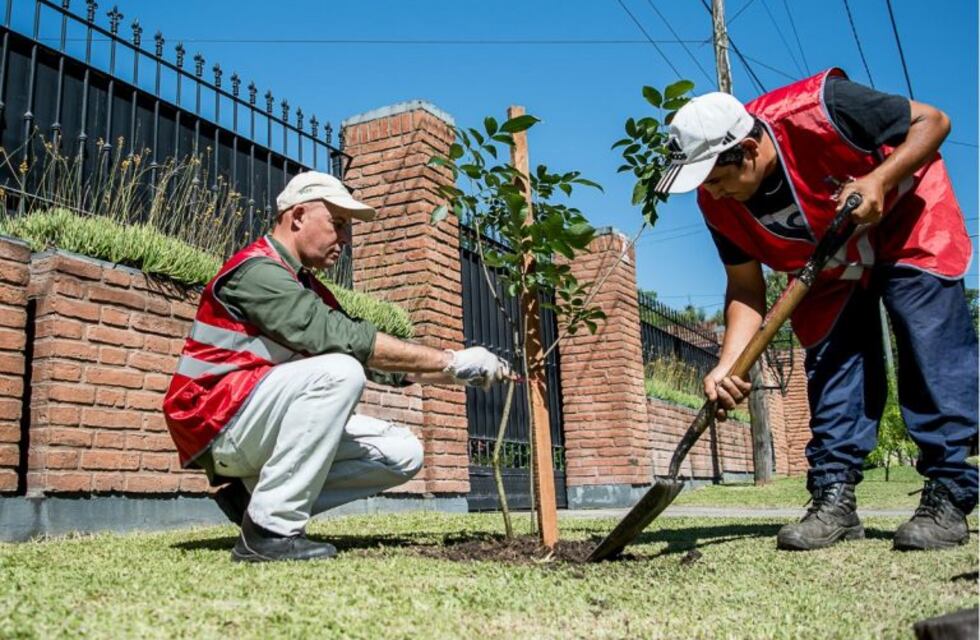 Se plantarán tres mil árboles en Yerba Buena
