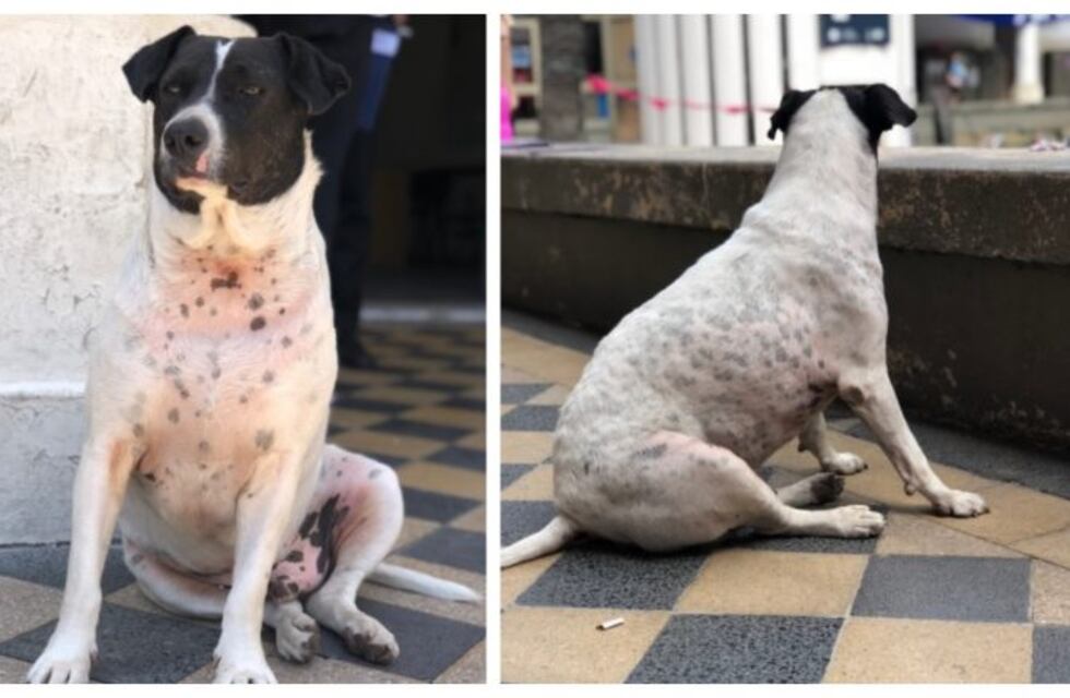 El "perro vaca" al que los estudiantes de Derecho quieren "demandar"