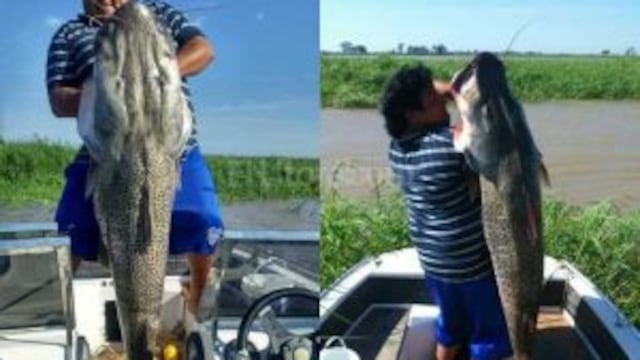 Pescaron un surubu00ed de 42 kilos en el Paranu00e1.