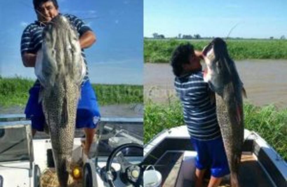 Otra vez, pescaron un surubí de 42 kilos en el Paraná