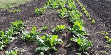 Huerta (imagen ilustrativa)\u002E