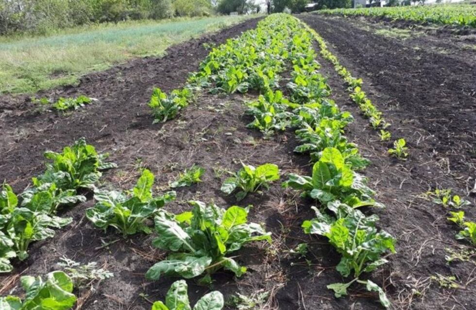 En Arroyito sembrarán verduras, hortalizas y aromáticas para ser cosechadas por vecinos