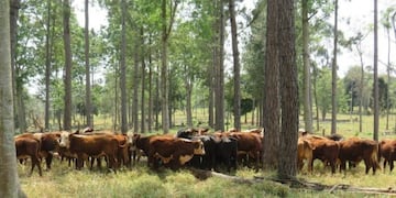 Andresito crece cada día con su producción de carne, en esta imagen combinada con la actividad forestal\u002E (Telenorte)