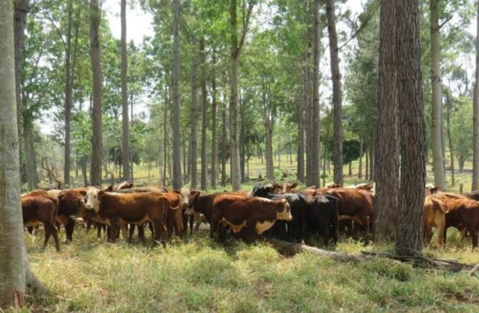 Andresito lucha por mantener la punta en la producción de carne