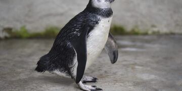 El pingüino de Magallanes encontrado en una vivienda de Santa Rosa de Calamuchita\u002E
