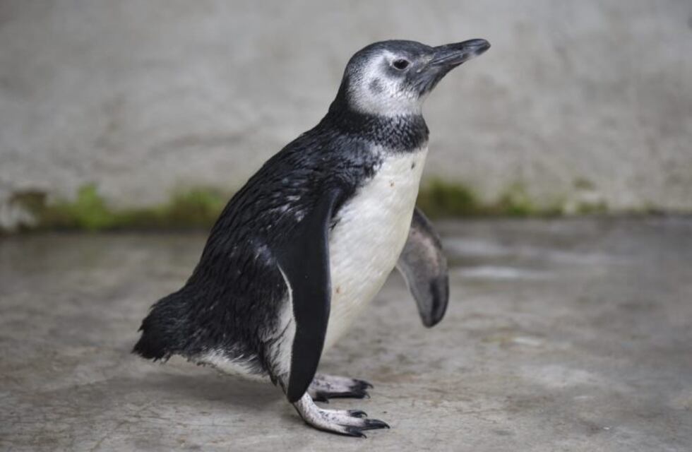 Así vivía en el patio de una casa el pingüino de Magallanes rescatado en Córdoba