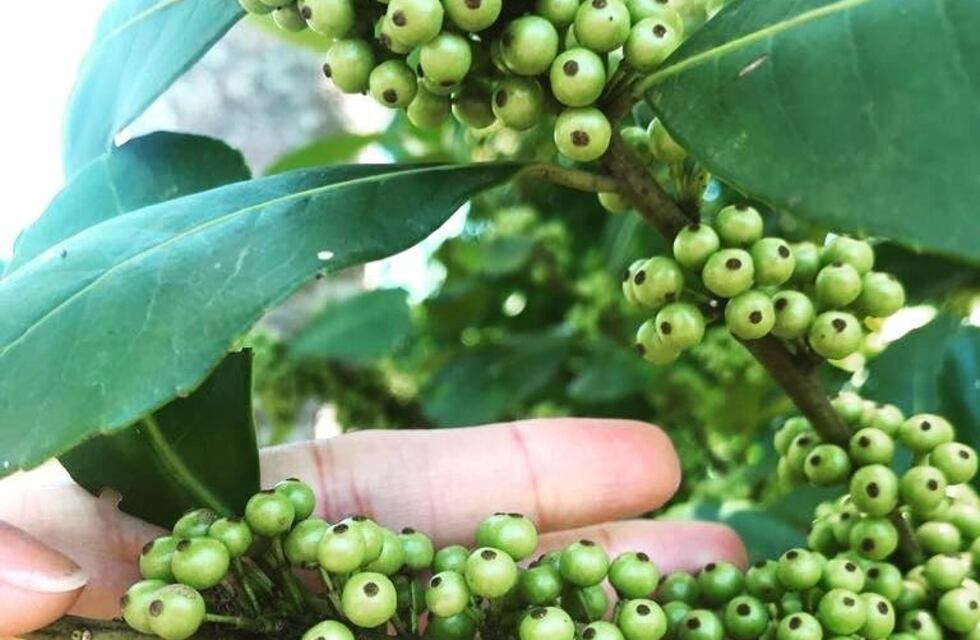 Investigadores misioneros estudian métodos para germinar semillas de yerba mate