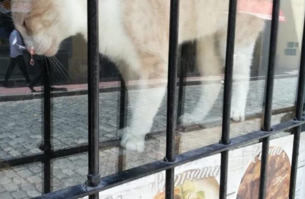 La historia del gato que quedó encerrado en un restaurante chino clausurado