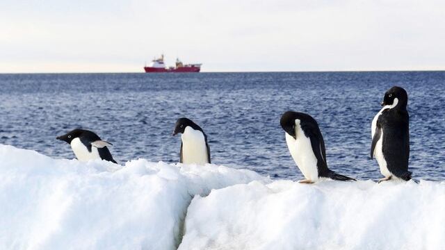 Pingüinos Antárticos