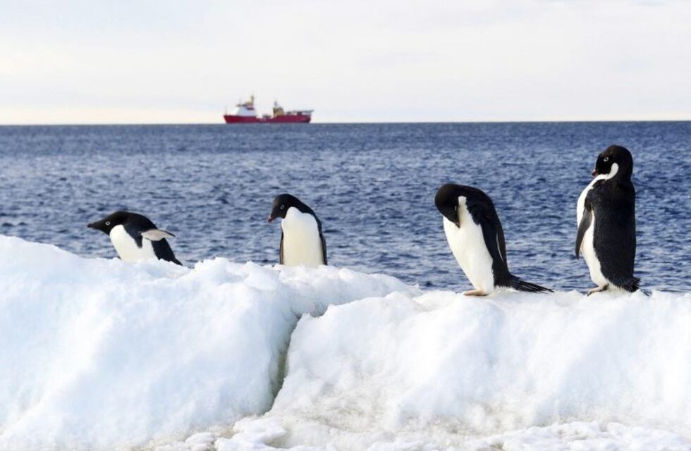 Encontraron por primera vez restos de microplásticos en pingüinos de la Antártida
