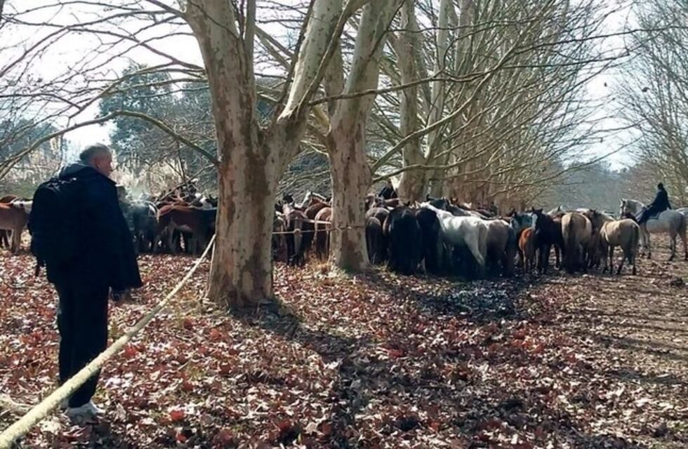 Maltrato animal: buscan voluntarios para más de 400 caballos en Ezeiza
