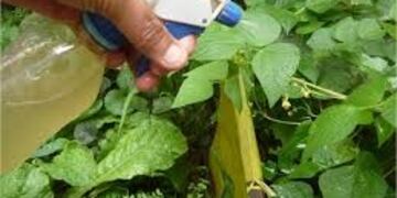 Hongos versus plantas: ¡empezó la batalla!