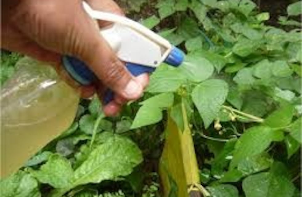 Hongos versus plantas: ¡empezó la batalla!