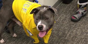 Eddie, el perro Pitbull con cáncer terminal al que convirtieron en policía\u002E