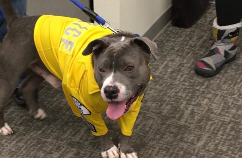 Un perro policía fue diagnosticado con cáncer terminal y le cumplieron sus últimos deseos