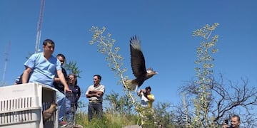 Liberación de fauna autóctona en la Reserva Natural de la Defensa, en La Calera