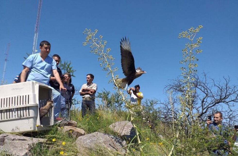 Liberan fauna autóctona en La Reserva de La Calera