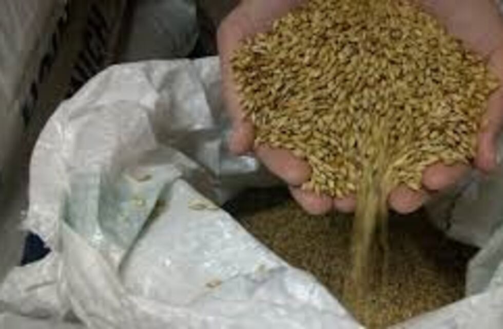 Bolsa de Cereales: incremento en la producción de trigo y cebada en la zona