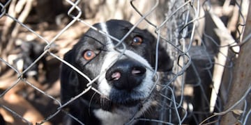 Refugio Canino Revivir\u002E