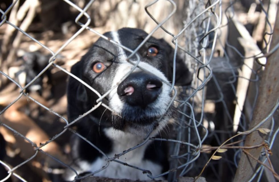 Refugio canino reeduca perros para dar en adopción