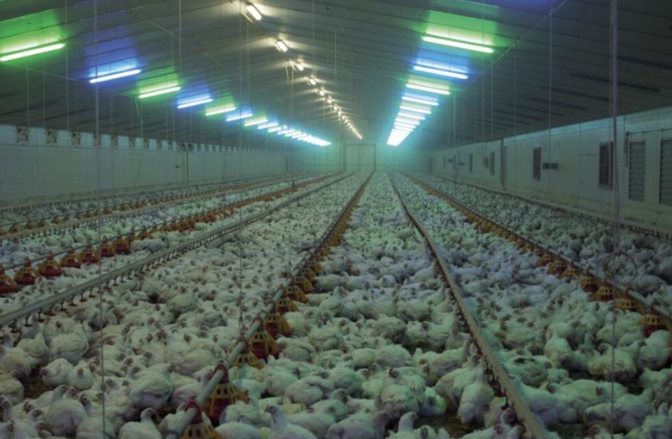 La producción avícola en Córdoba está frenada