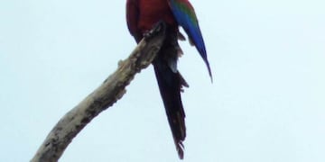 Avistaron Guacamayo Rojo en el Parque Provincial Pto\u002E Península